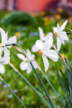 White daffodil flowers and green leaves close up