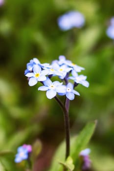Small blue flowers and green leaves close up