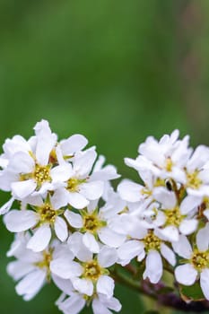 White flowers and green leaves close up, copy space