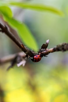 Ladybug beetle on a tree branch with green leaves, macro photo