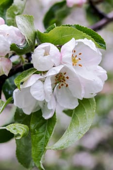 Pink Apple Tree Flowers and Water Drops close up
