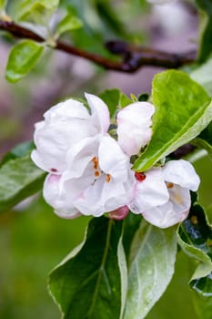 Pink Apple Tree Flowers and Water Drops close up