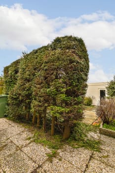 a tree that has been cut down and is in the middle of a graveled area next to a building