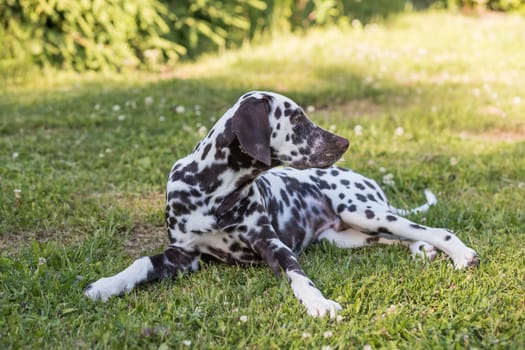 Summer portrait of cute dalmatian dog with black spots. Smiling purebred dalmatian pet from 101 dalmatian, Cruella movie with funny faces lies outdoors sunny summer time with colorful yellow flowers