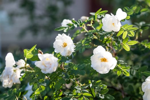 A white blossoming roses in the garden. Beautiful white rose bush growing on flower bed at sunny summer day.