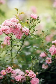 Beautiful close up photo of a lots of small flowers, pink rose flower heads, in the nice light bokeh background. Gift card, there is free space for text.