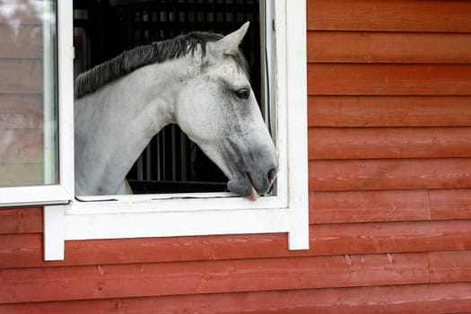 Beautiful Arabian horse looking out of stall window at wooden stable - The horse shows his tongue.