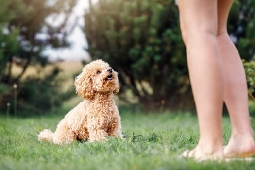 An obedient poodle toy dog sits on the grass looking at the hostess and waiting for her team. Pet owner train his dog poodle in the park.