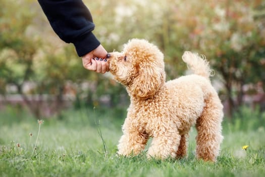 The young girl is hand feeding her little poodle. The child engages the dog's training and gives him a reward. Cute dog and good friend.