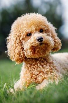 Cute brown dog breed of toy poodle lie on the lawn and looks to photo camera and poses. Curly puppy on a green lawn. Vertical photo.