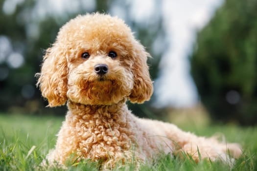 Poodle on the grass. Dog in nature. Dog of the Poodle breed. The puppy lying, smiling and poses for the camera.