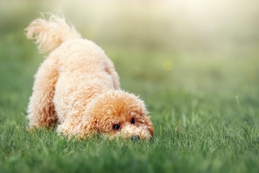 A cheerful and playful little poodle on a green sunny summer lawn. A cheerful dog, a sunny bright photo, lifts the mood, can be used as a gift card, there is free space to wish.