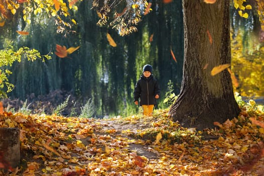 A little boy in the fall, with leaves falling, on a sunny day in a city park near a big maple.