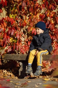 Lonely cute boy sitting on a bench against a background of bright red autumn leaves.