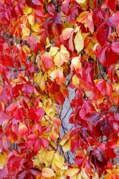 Red-yellow leaves of autumnal climbing plant. Parthenocissus species.