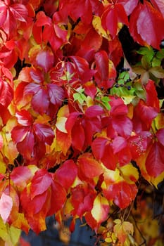 Autumn detail of Parthenocissus quinquefolia, known as the virgin vine, a climbing plant species of the Parthenocissus genus of the Vitaceae family.