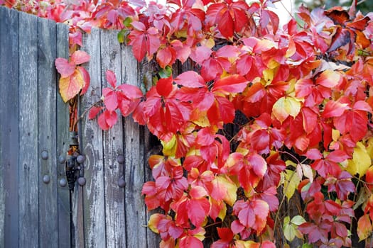 Parthenocissus quinquefolia, known as Virginia creeper, Victoria creeper, five-leaved ivy. Red foliage background gray old wooden wall. Natural background. High quality photo.