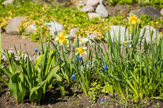 Blue grape hyacinth and white yellow narcissus flowers under the bright sun. Beautiful blue muscari armeniacum flowers in spring garden.