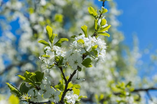 Flowers of the cherry blossoms on a spring day