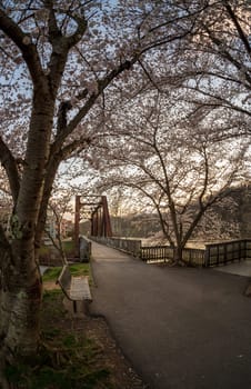 Old steel girder bridge carrying walking and cycling trail in Morgantown WV over Deckers Creek with cherry blossoms blooming in the spring