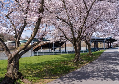 Ruby Amphitheater by the walking and cycling trail in Morgantown West Virginia with cherry blossoms