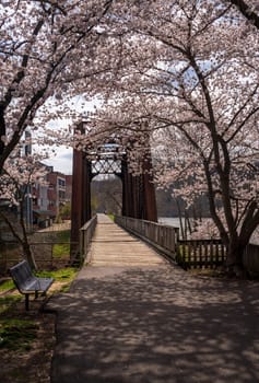 Old steel girder bridge carrying walking and cycling trail in Morgantown WV over Deckers Creek with cherry blossoms blooming in the spring