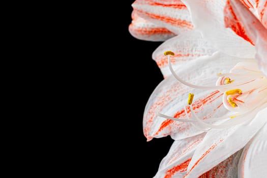 Red and white amaryllis flower on a black background. photo