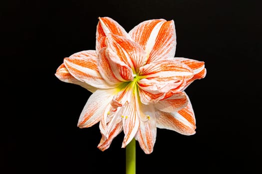 Red and white amaryllis flower on a black background. photo