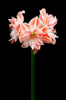 Red and white amaryllis flower on a black background. photo