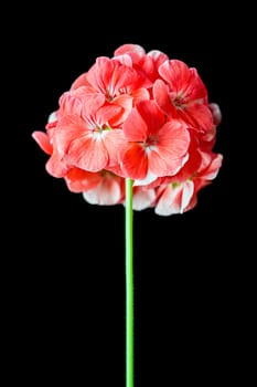 Red Geranium flower on a black background macro. 4K