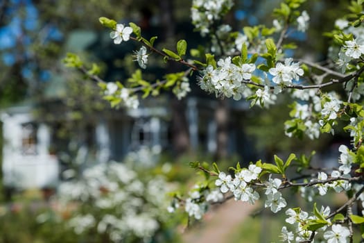 Close up of beautiful white flowers of fruit tree against blurred background on sunny spring day, selective focus.