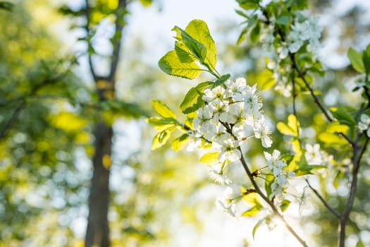 Close up of beautiful white flowers of fruit tree against blurred background on sunny spring day, selective focus.