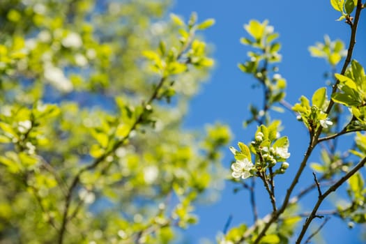 Close up of beautiful white flowers of fruit tree against blurred background on sunny spring day, selective focus.