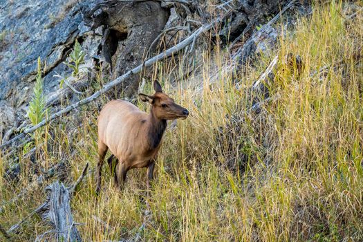 Wild Elk roaming and grazing in Yellowstone National Park