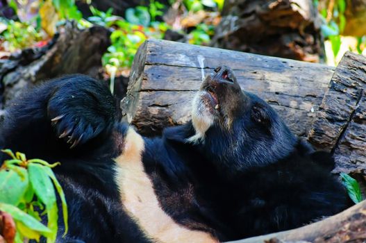 Asian black bear or Asiatic black bear or Selenarctos thibetanus is resting during the day near the timber.