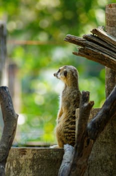 Meerkat,  looking at something on the timber. background is a green tree