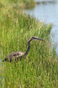 Juvenile great blue heron Ardea herodias hunts along a riverbed in Naples, Florida for fish.