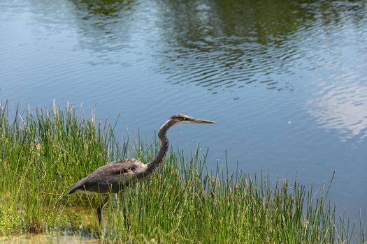 Juvenile great blue heron Ardea herodias hunts along a riverbed in Naples, Florida for fish.