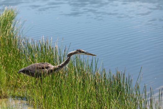 Juvenile great blue heron Ardea herodias hunts along a riverbed in Naples, Florida for fish.