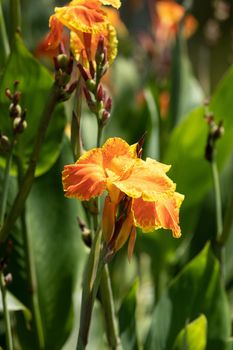 Orange Canna lily flower Canna indica in a swamp of Naples, Florida