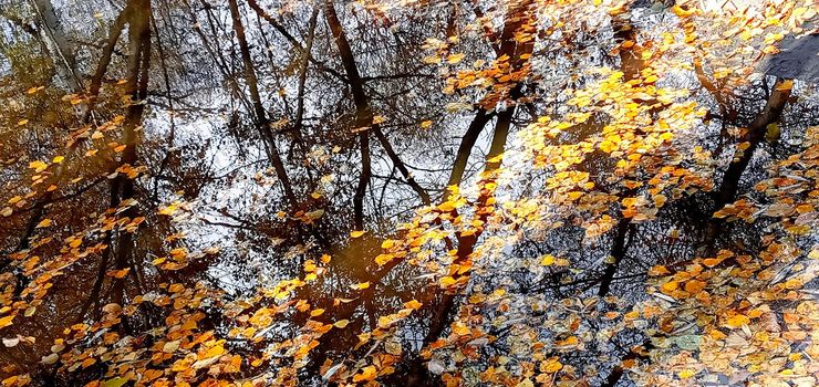 Autumn leaves in puddle of water. Beautiful autumn bright atmosphere image. vivid autumn leaves on water backdrop. fall season background concept. autumn rainy day. shallow depth. close up.