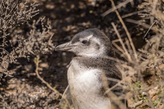 Single magellanic penguin chick fledging and losing its early feathers in Punta Tombo