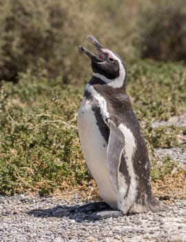 Magellanic penguin standing and making calling sound in Punta Tombo penguin sanctuary in Chubut province