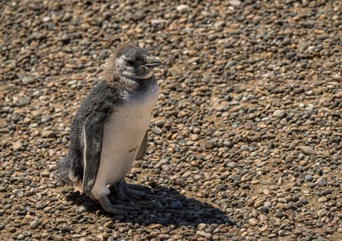 Single magellanic penguin chick fledging and losing its early feathers in Punta Tombo