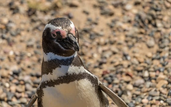 Portrait of single magellanic penguin in Punta Tombo penguin sanctuary in Chubut province