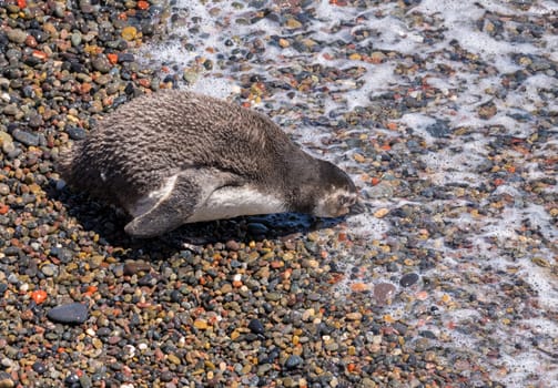 Single magellanic penguin chick on endge of sea in Punta Tombo penguin sanctuary in Chubut province