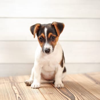 Jack Russell terrier puppy sitting on wooden boards. Studio shot.