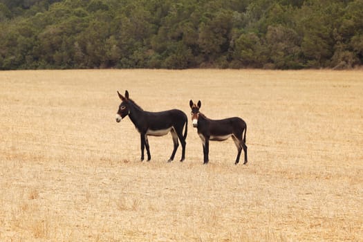 Two wild donkeys on harvested field. Undomesticated animals are often seen in Karpass region of Northern Cyprus.