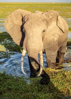 African bush elephant (Loxodonta africana) in wet swamp grass / shallow lake. Close encounter during safari in Amboseli park, Kenya.