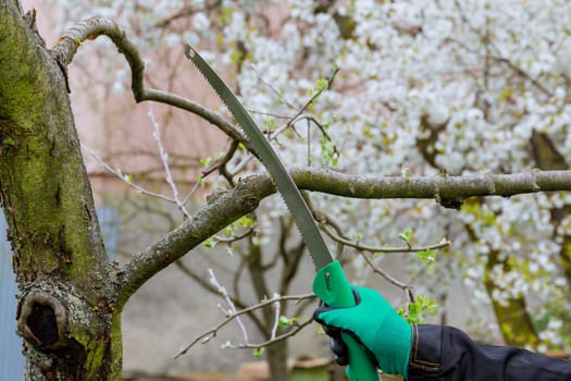 Gardener saws a tree branch with a saw. Tree pruning in early spring. Garden care.